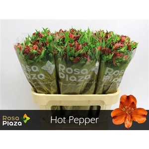 Alstr Hot Pepper