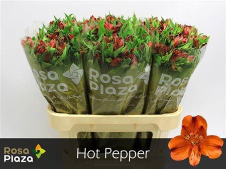 <h4>Alstr Hot Pepper</h4>