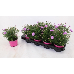ASTER D ALPHA PINK