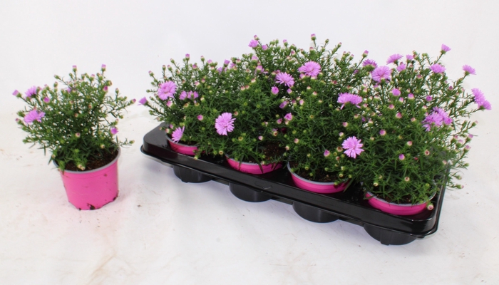 <h4>ASTER D ALPHA PINK</h4>