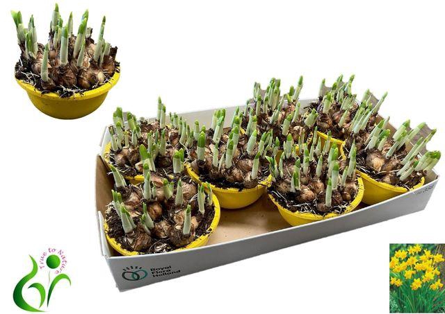 <h4>NARC O TETE A TETE</h4>