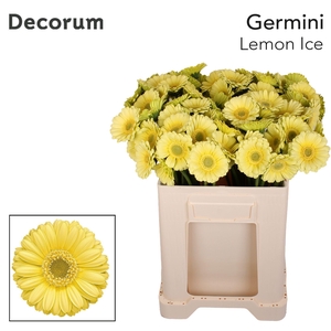 Germini Lemon Ice Water
