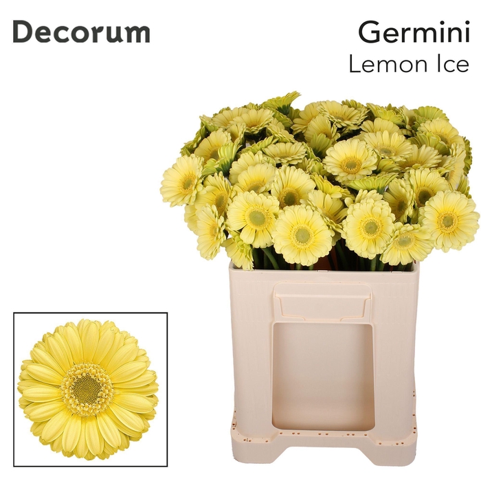 <h4>Germini Lemon Ice Water</h4>