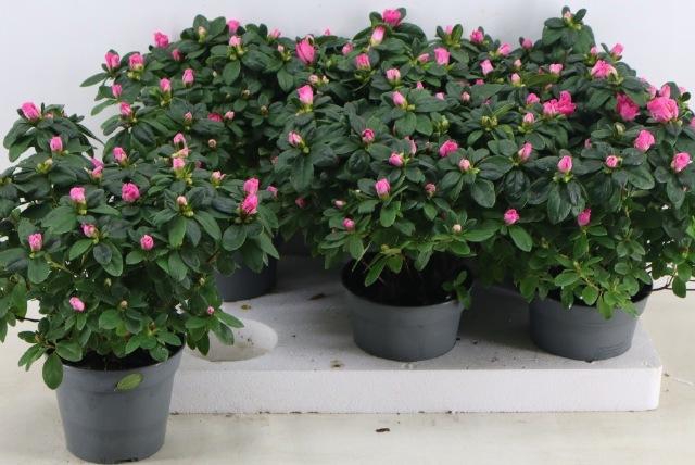 <h4>RHODO SI ROSE VOGEL</h4>