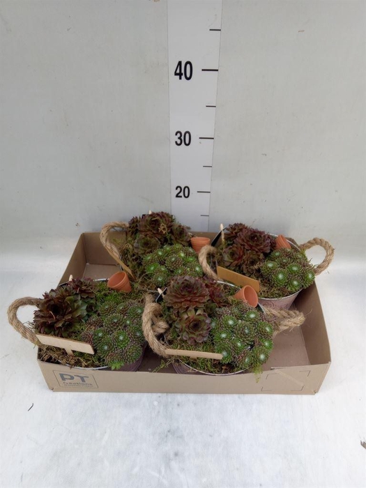 <h4>Arr.  Sempervivum L%</h4>
