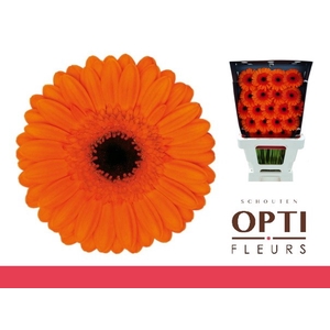 GE MI CARAMBA-Diamond