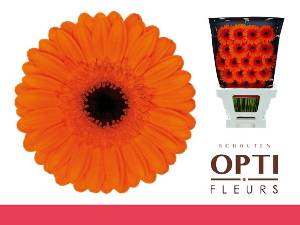 <h4>GE MI CARAMBA-Diamond</h4>