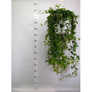 Hedera helix 'Wonder'