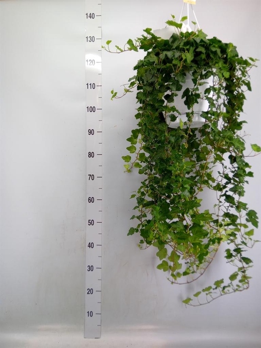 <h4>Hedera helix 'Wonder'</h4>