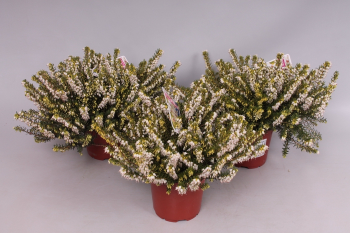 Erica darleyensis 'White Perfection'