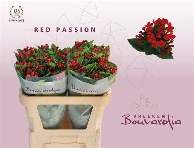 <h4>Bouvardia si red passion</h4>