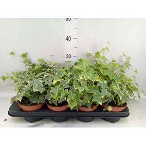 Hedera helix 'Goldchild'