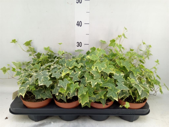 <h4>Hedera helix 'Goldchild'</h4>