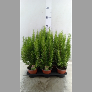 Rosmarinus officinalis   ...