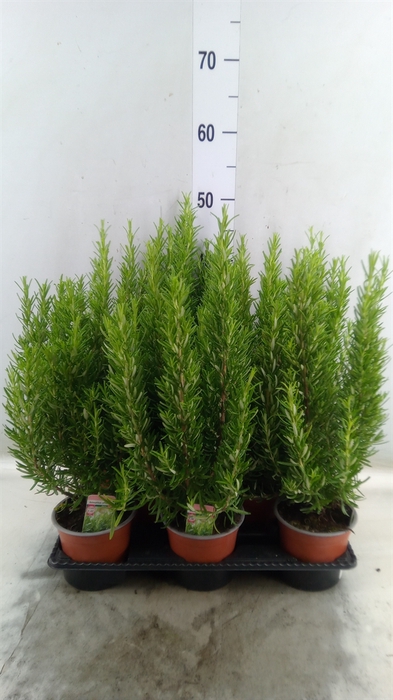 <h4>Rosmarinus officinalis   ...</h4>