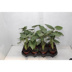 ALOCASIA WENTII P12