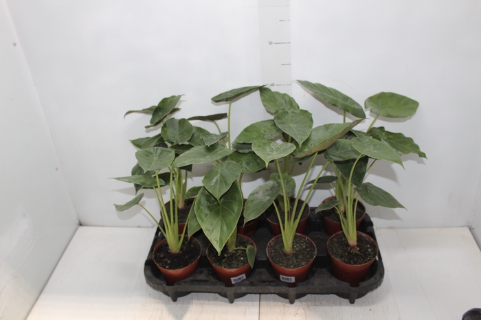 <h4>ALOCASIA WENTII P12</h4>