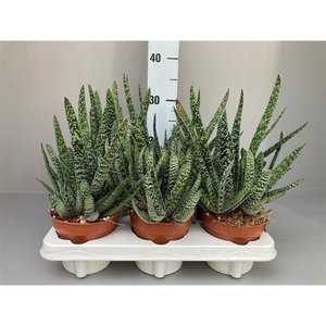 Gasteria carinata verrucosa Xl