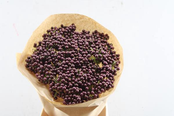 <h4>Droog Berrie Enkel Burbury X25</h4>