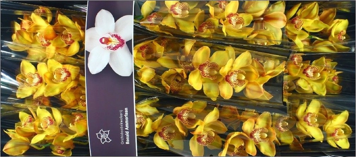 <h4>Cymbidium Esther</h4>