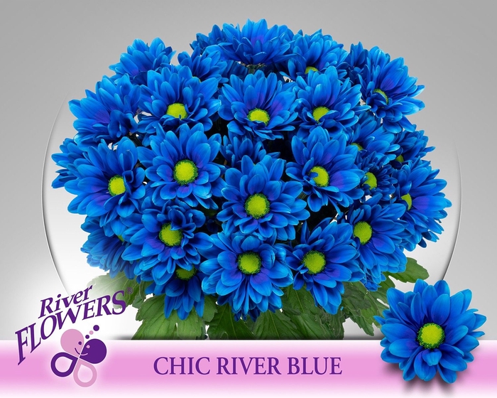 <h4>CHR T CHIC KLB H%</h4>