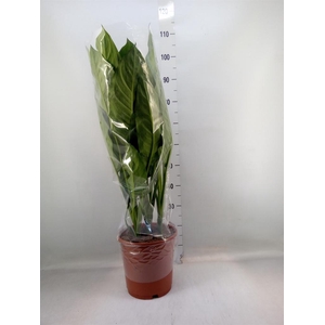 Aglaonema  'B.J. Freedman'