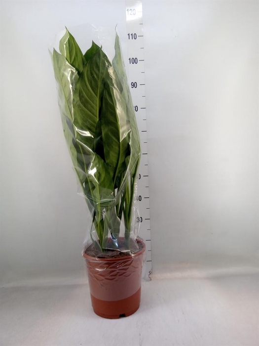 <h4>Aglaonema  'B.J. Freedman'</h4>