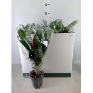 Aechmea fasciata 'Primera'