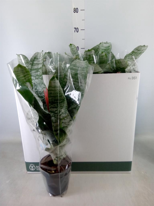 <h4>Aechmea fasciata 'Primera'</h4>