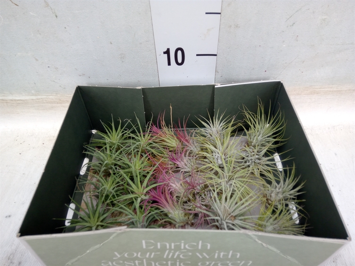 <h4>Tillandsia</h4>