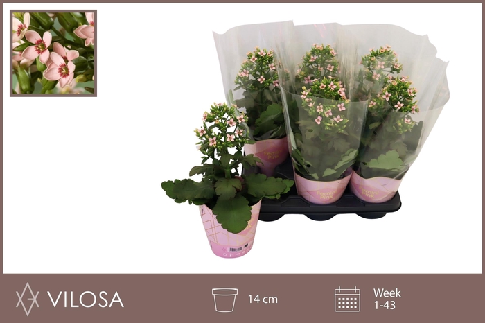 <h4>KAL FEMININE PINK</h4>