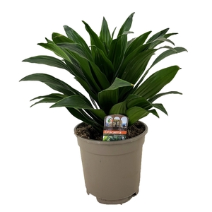 Dracaena deremensis compacta