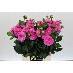 Dahlia BA 'Dark Wizard'