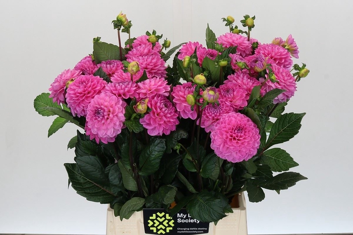 Dahlia BA 'Dark Wizard'