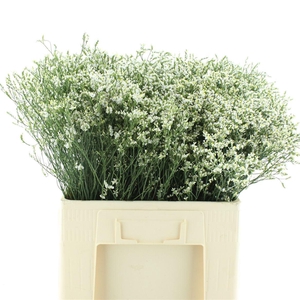 Limonium Cool Diamond