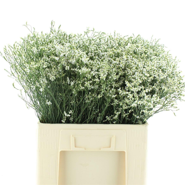 <h4>Limonium Cool Diamond</h4>