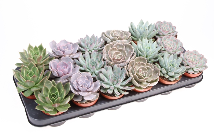 <h4>Echeveria mix op rij</h4>