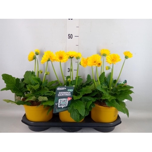 Gerbera  'Garvinea Sweet Honey'