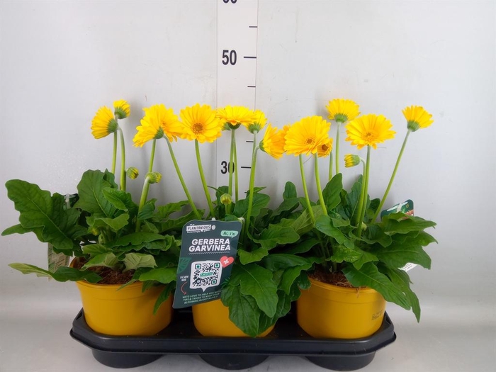 <h4>Gerbera  'Garvinea Sweet Honey'</h4>