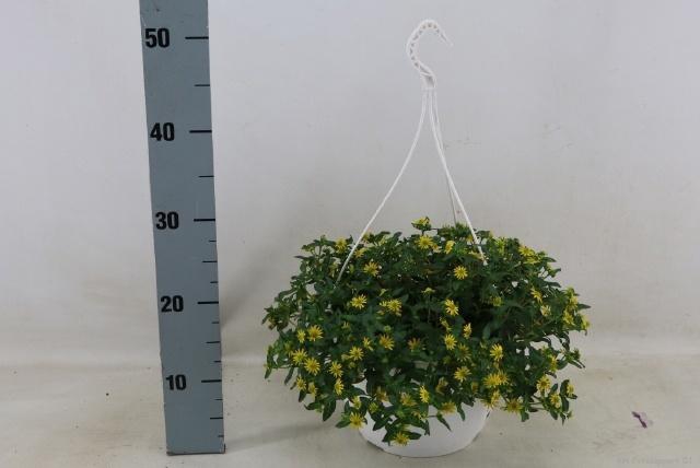 <h4>SANV YELLOW BEAUTY</h4>