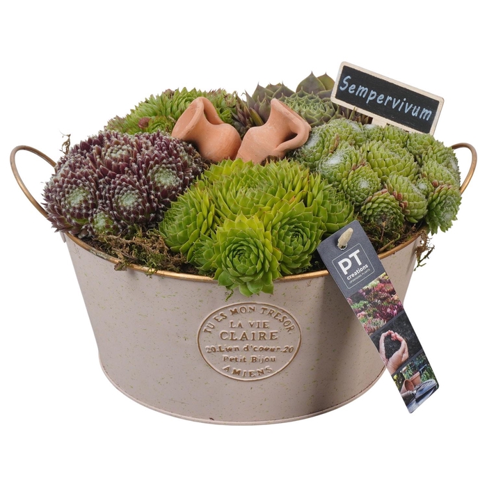 <h4>PTS7362 Arrangement Sempervivum in metalen pot</h4>