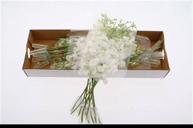 <h4>DENDR M POMP WIT</h4>