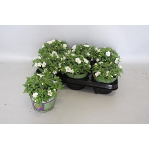 Calibrachoa White