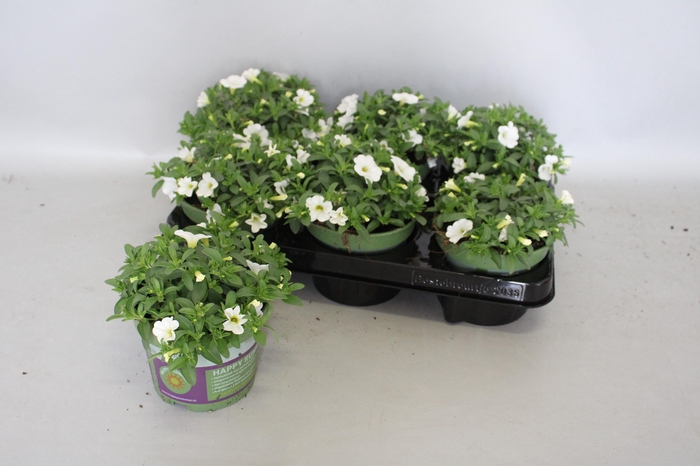 <h4>Calibrachoa White</h4>