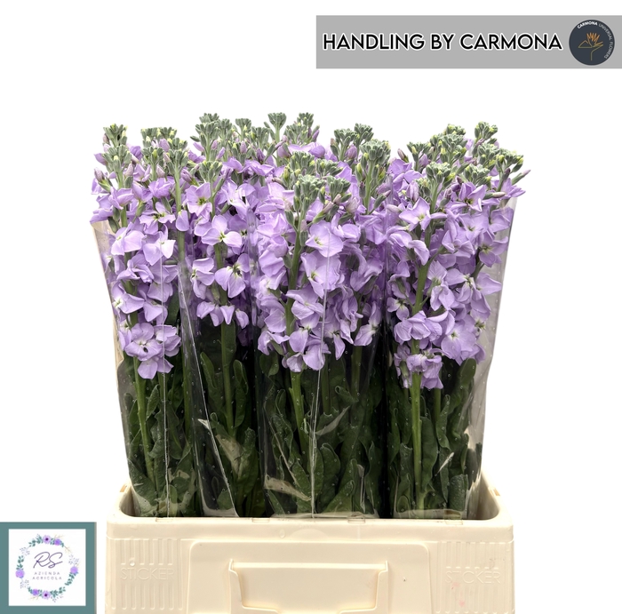 <h4>MATTH LUCINDA LAVEND</h4>