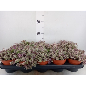 Tradescantia   ...