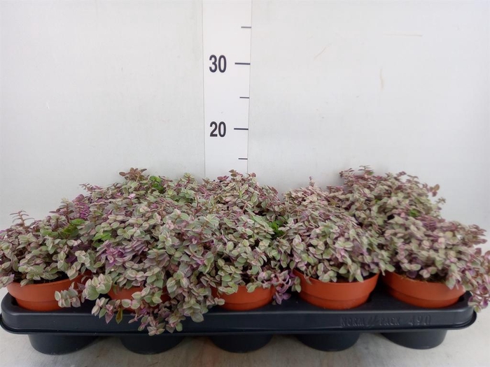 <h4>Tradescantia ...</h4>