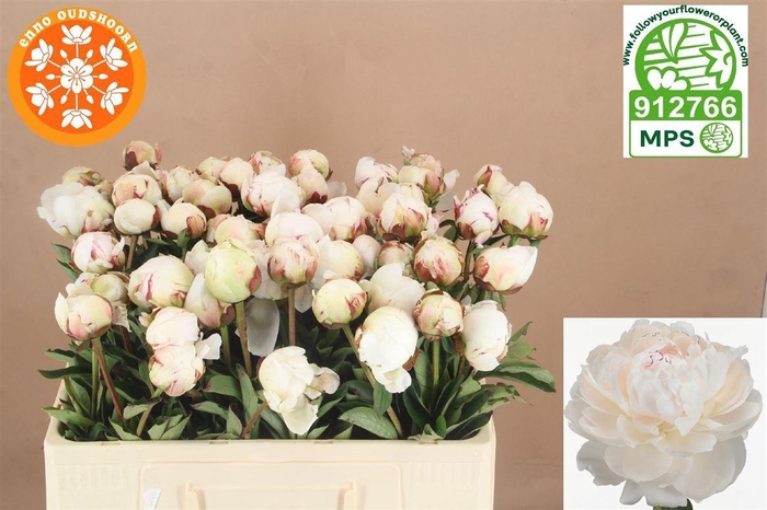 <h4>PAEO L ODILE</h4>