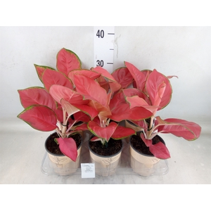 Aglaonema   ...