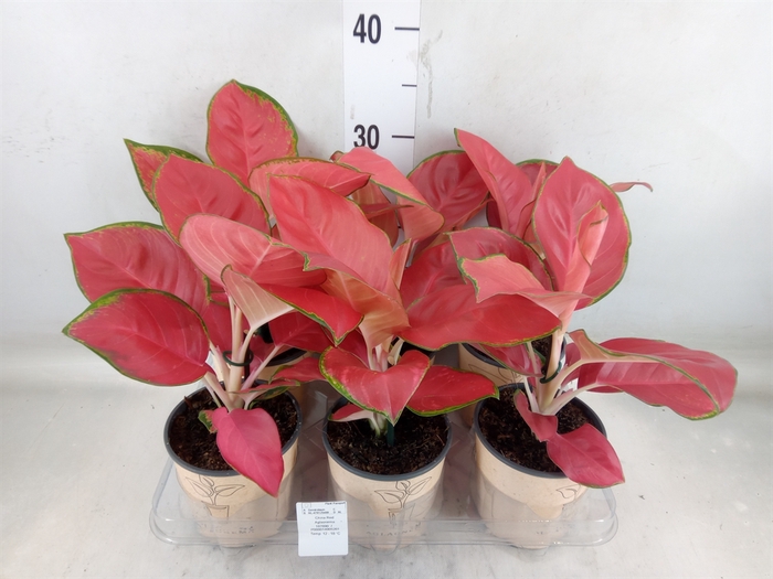<h4>Aglaonema   ...</h4>